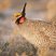 Lesser Prairie-Chicken